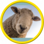 token_sheep.png